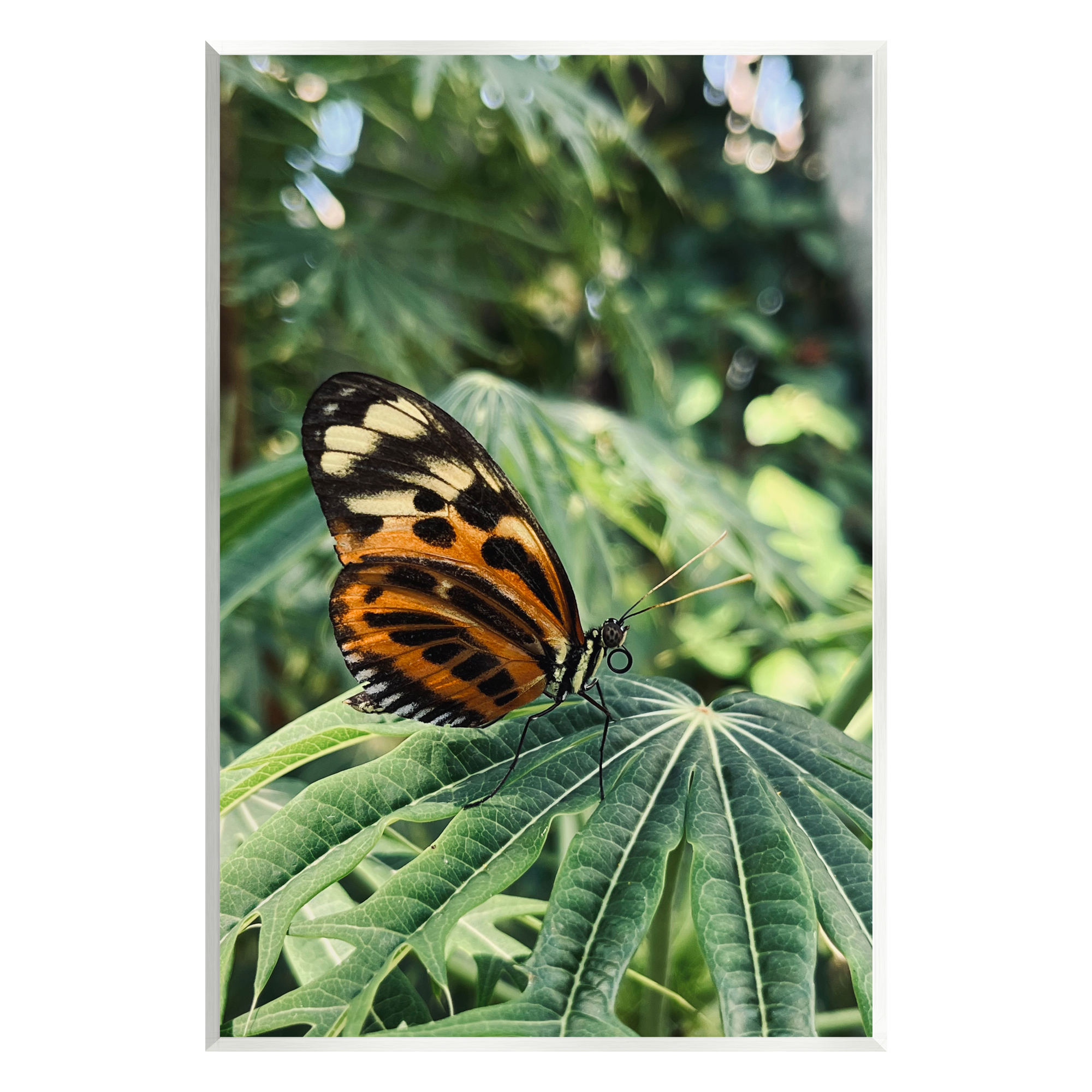 Stupell Industries Monarch Butterfly on Leaf Animals & Insects Photography Unframed Art Print Wall Art, 10 x 15