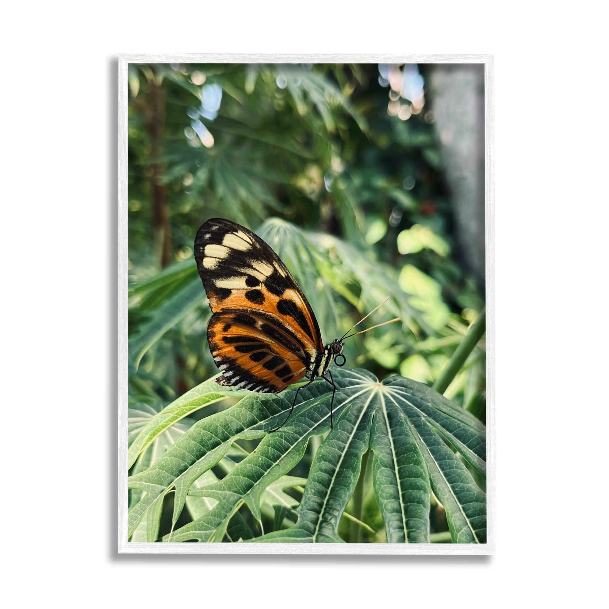 Stupell Industries Monarch Butterfly on Leaf Animals & Insects Photography White Framed Art Print Wall Art, 16 x 20