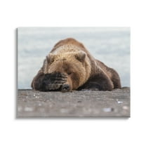 Stupell Industries Monday Blues Bear Animals & Insects Photography Gallery Wrapped Canvas Art Print Wall Art, 20 x 16