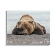 thumbnail image 1 of Stupell Industries Monday Blues Bear Animals & Insects Photography Gallery Wrapped Canvas Art Print Wall Art, 30 x 24, 1 of 8