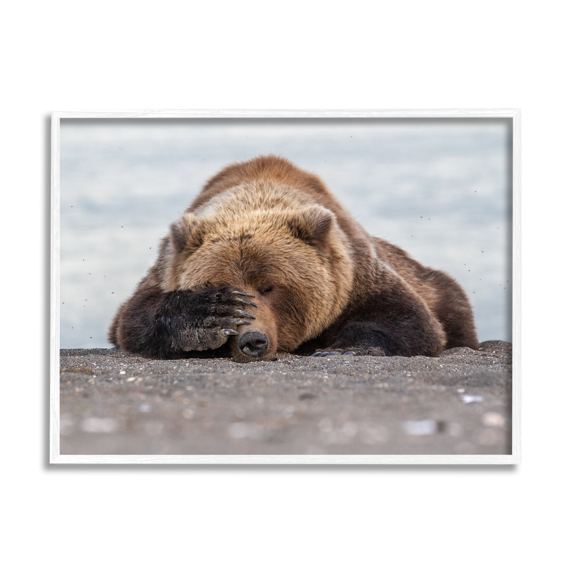Stupell Industries Monday Blues Bear Animals & Insects Photography White Framed Art Print Wall Art, 20 x 16