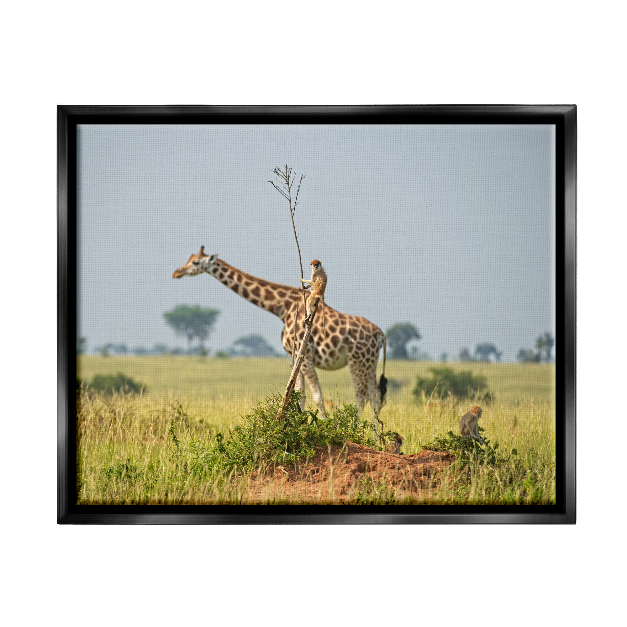 Stupell Industries Monkey Riding Giraffe Animals & Insects Photography Black Floater Framed Canvas Art Print Wall Art, 31 x 25
