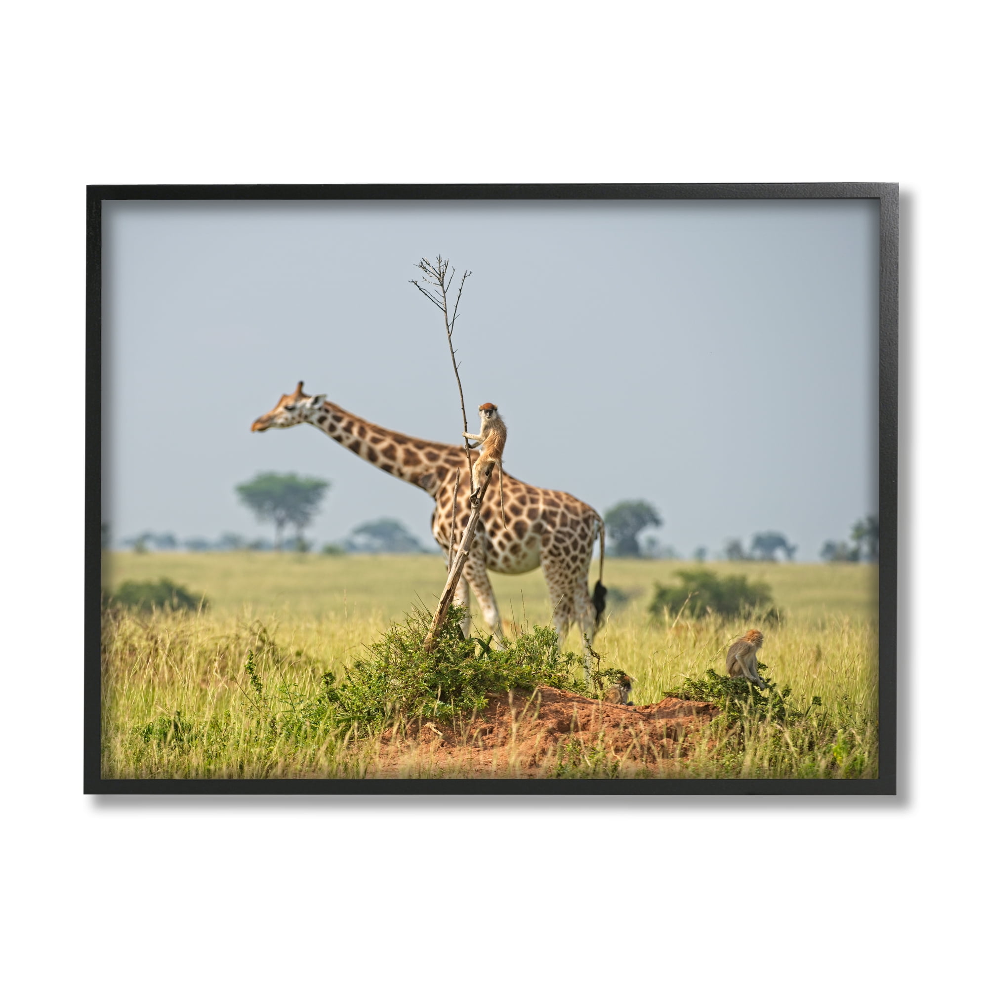 Stupell Industries Monkey Riding Giraffe Animals & Insects Photography Black Framed Art Print Wall Art, 30 x 24