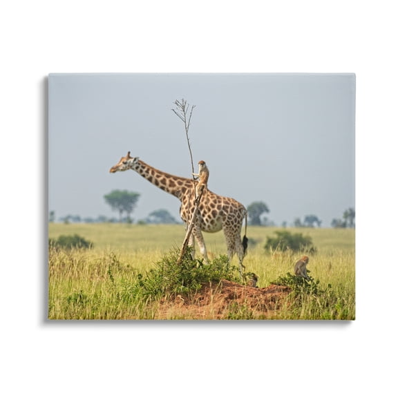 Stupell Industries Monkey Riding Giraffe Animals & Insects Photography Gallery Wrapped Canvas Art Print Wall Art, 20 x 16