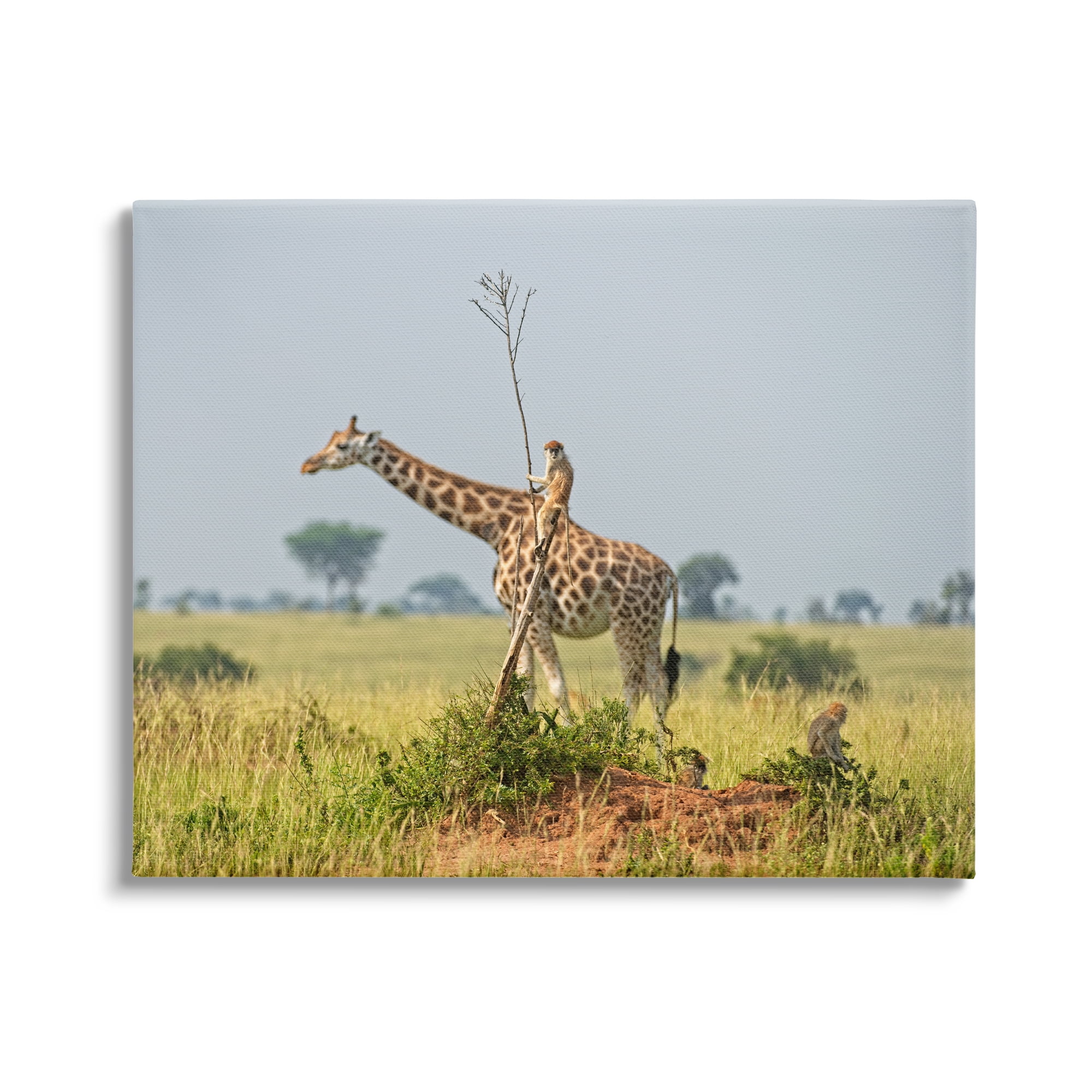 Stupell Industries Monkey Riding Giraffe Animals & Insects Photography Gallery Wrapped Canvas Art Print Wall Art, 30 x 24