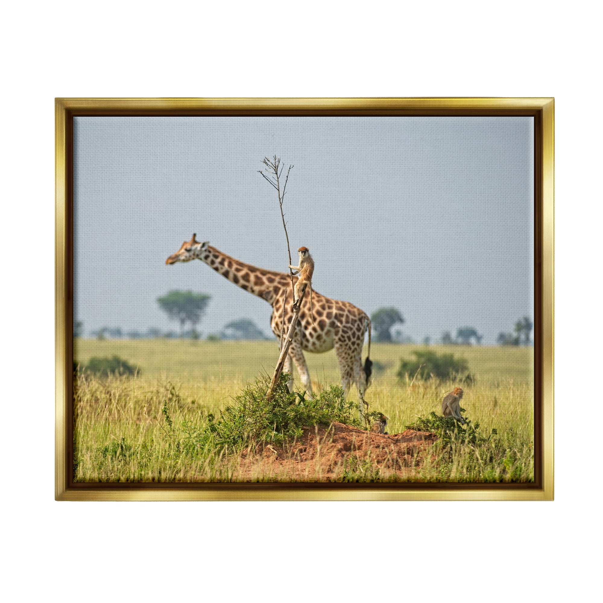 Stupell Industries Monkey Riding Giraffe Animals & Insects Photography Gold Floater Framed Canvas Art Print Wall Art, 21 x 17