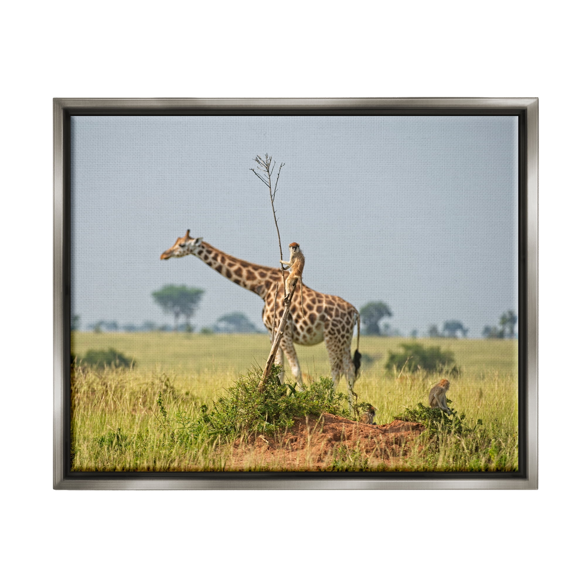 Stupell Industries Monkey Riding Giraffe Animals & Insects Photography Gray Floater Framed Canvas Art Print Wall Art, 21 x 17