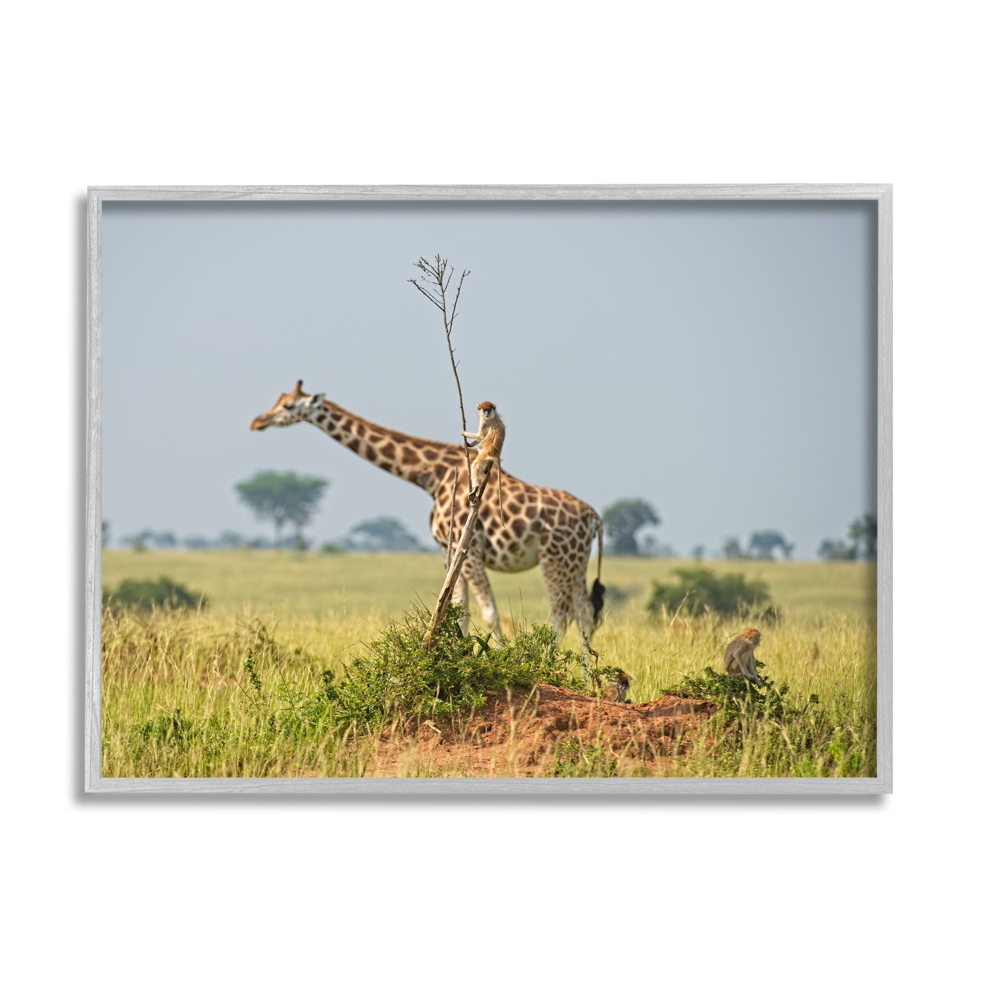 Stupell Industries Monkey Riding Giraffe Animals & Insects Photography Gray Framed Art Print Wall Art, 30 x 24