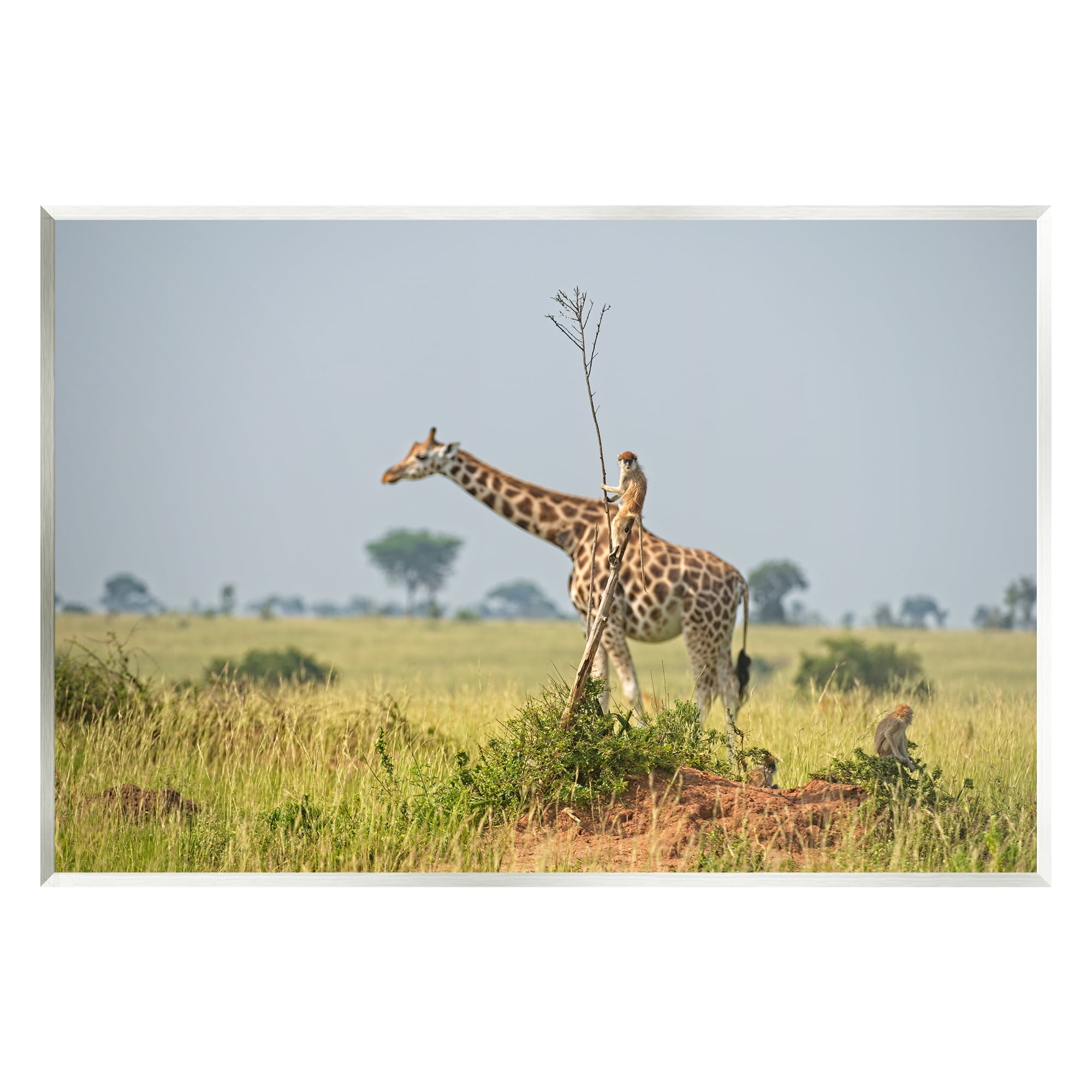 Stupell Industries Monkey Riding Giraffe Animals & Insects Photography Unframed Art Print Wall Art, 15 x 10