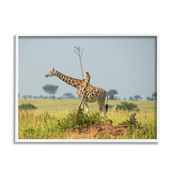 Stupell Industries Monkey Riding Giraffe Animals & Insects Photography White Framed Art Print Wall Art, 20 x 16