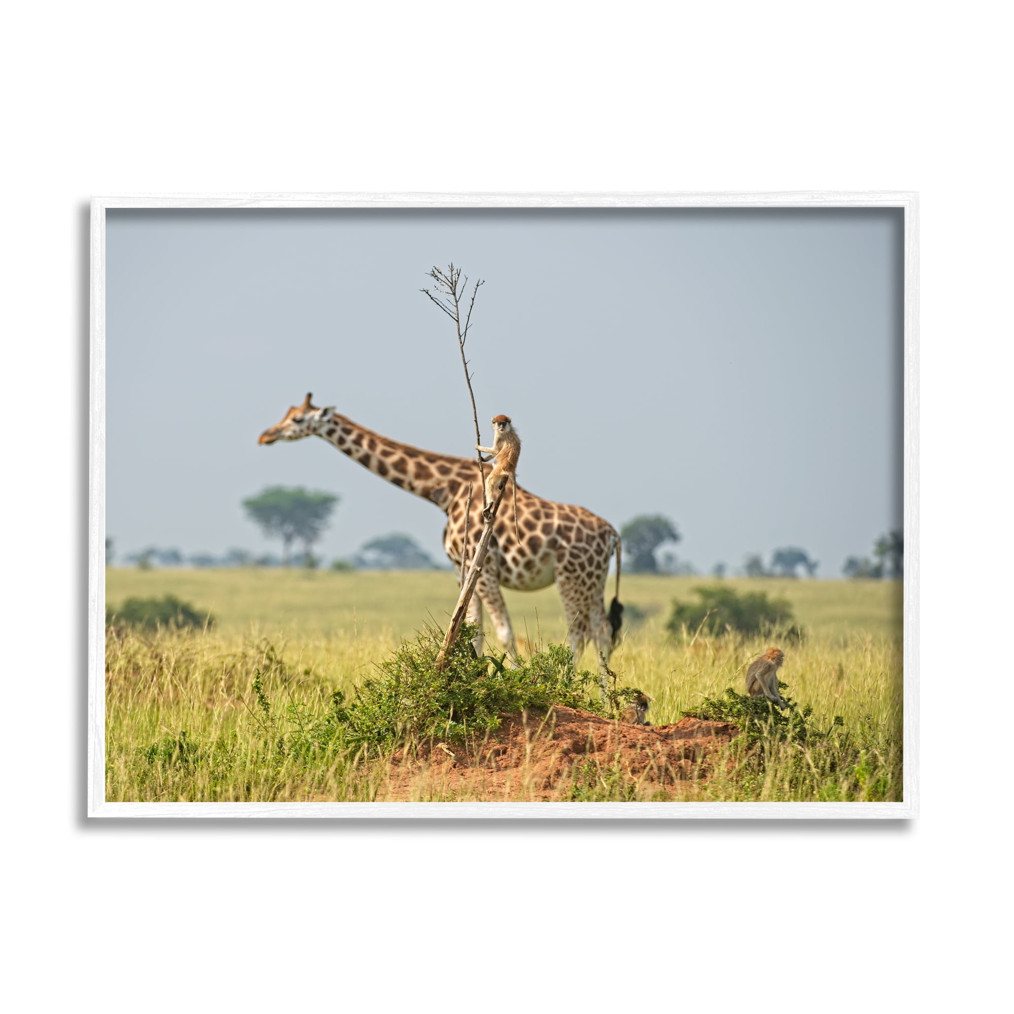 Stupell Industries Monkey Riding Giraffe Animals & Insects Photography White Framed Art Print Wall Art, 30 x 24