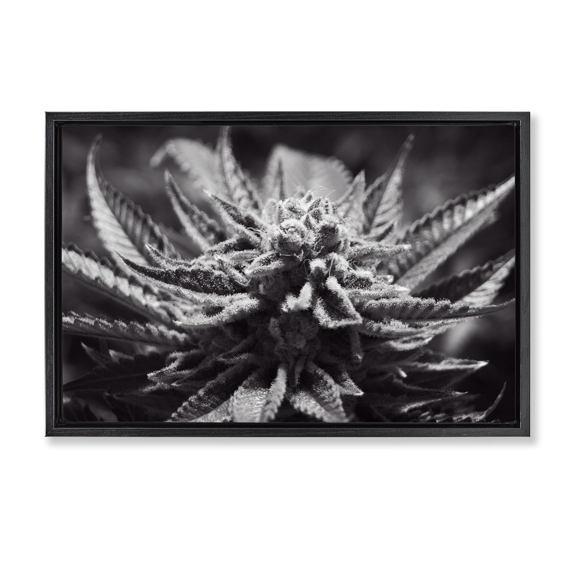 Stupell Industries Monochrome Cannabis Flower Plants & Flowers Painting Black Floater Framed Canvas Art Print Wall Art, 25 x 17
