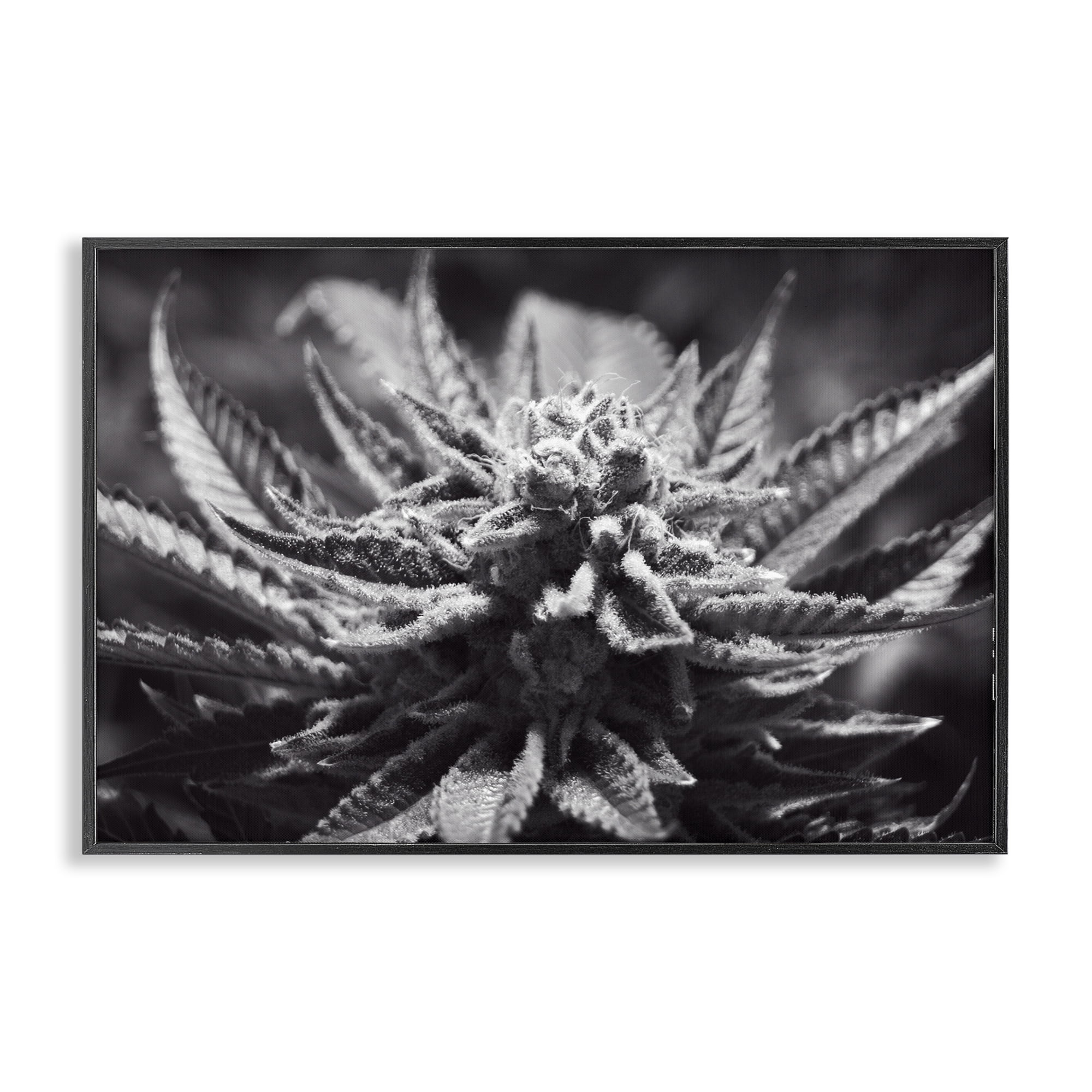 Stupell Industries Monochrome Cannabis Flower Plants & Flowers Painting Black Framed Art Print Wall Art, 18 x 12