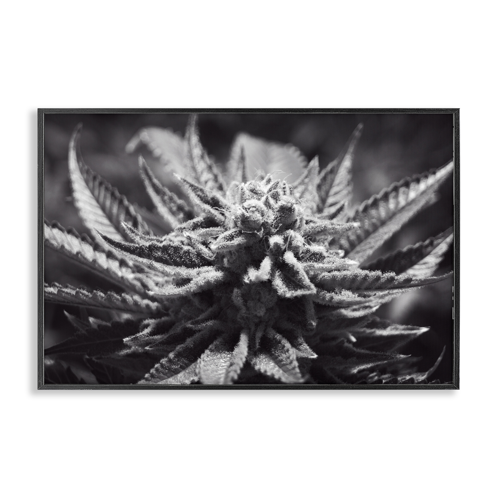 Stupell Industries Monochrome Cannabis Flower Plants & Flowers Painting Black Framed Art Print Wall Art, 30 x 20