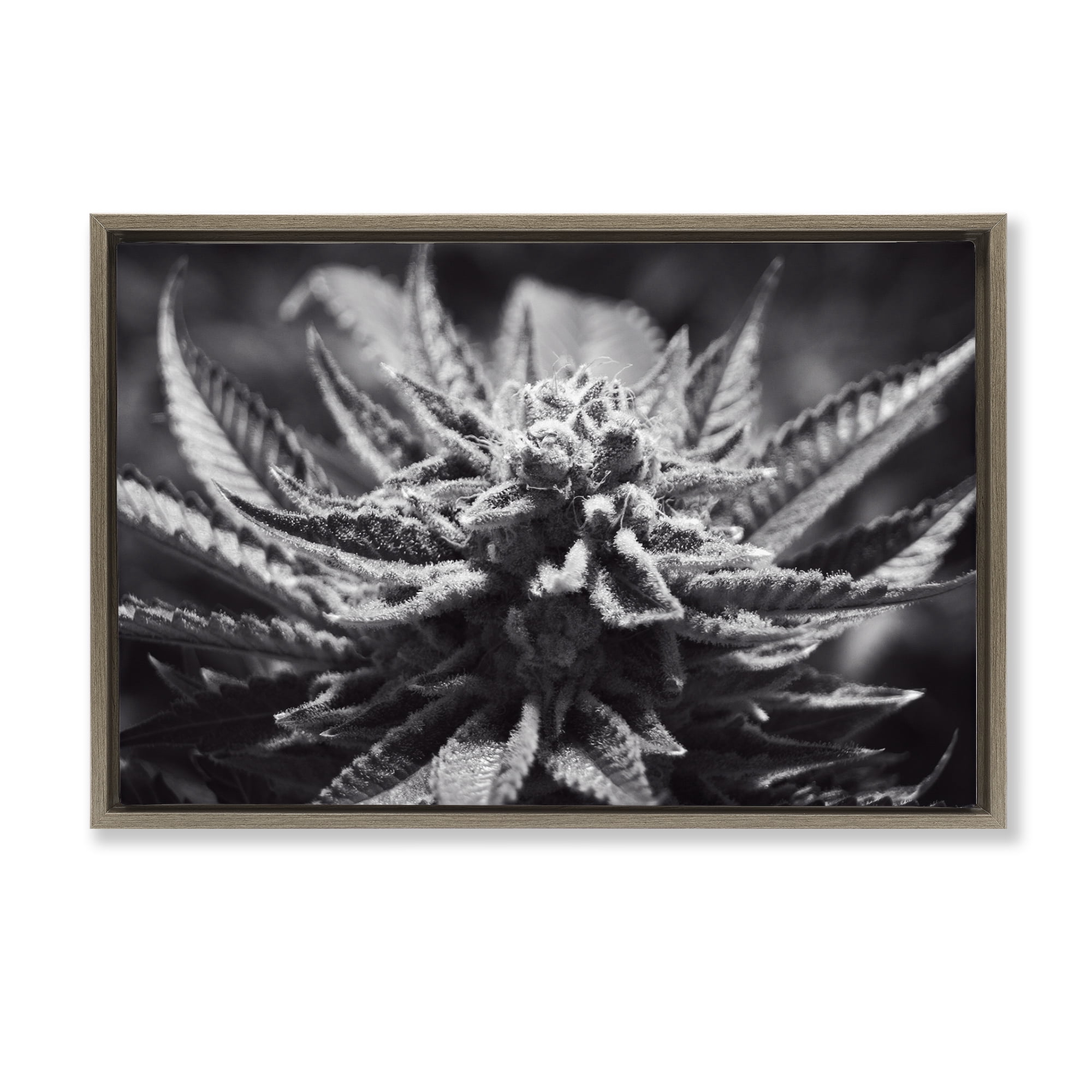 Stupell Industries Monochrome Cannabis Flower Plants & Flowers Painting Brown Floater Framed Canvas Art Print Wall Art, 31 x 21