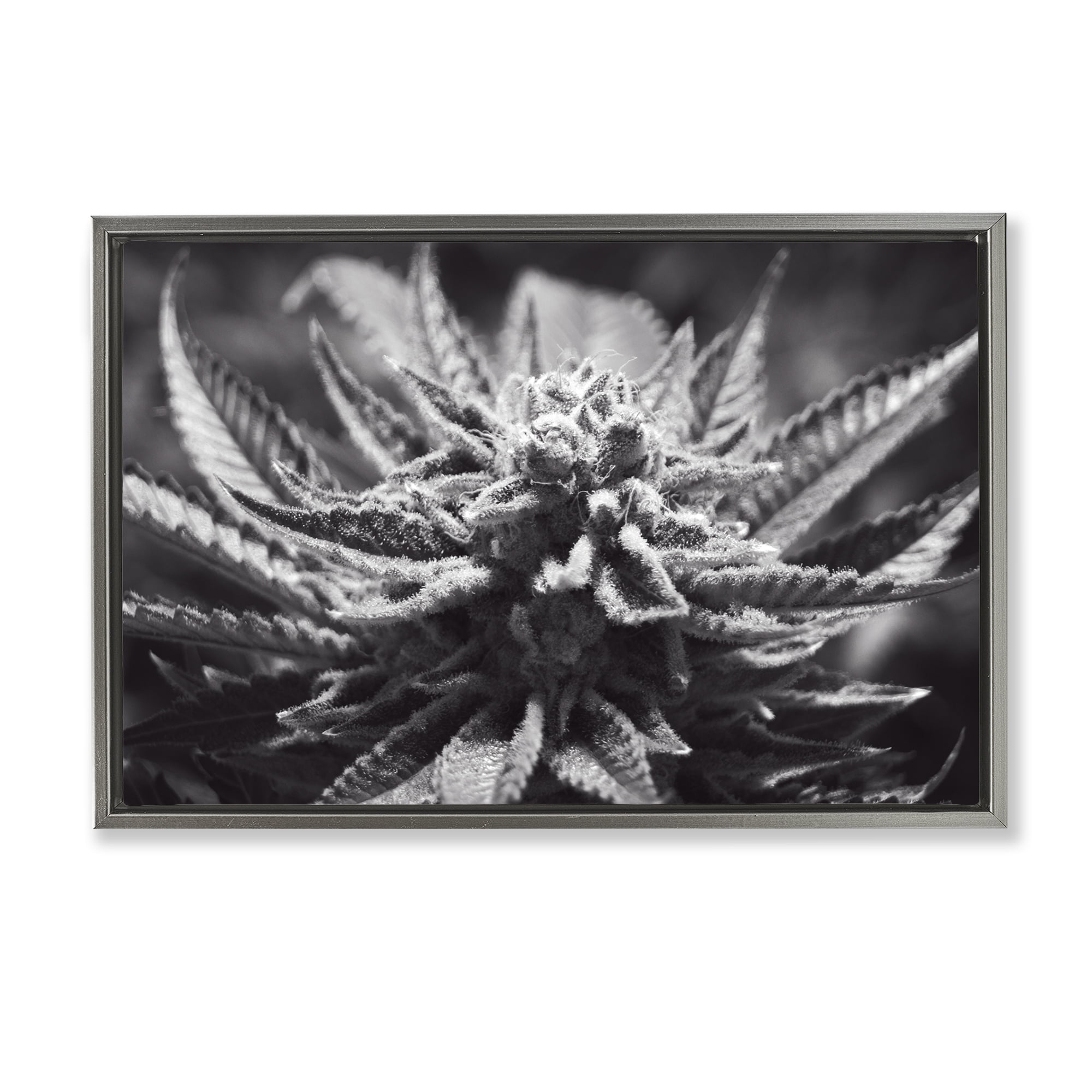 Stupell Industries Monochrome Cannabis Flower Plants & Flowers Painting Gray Floater Framed Canvas Art Print Wall Art, 25 x 17