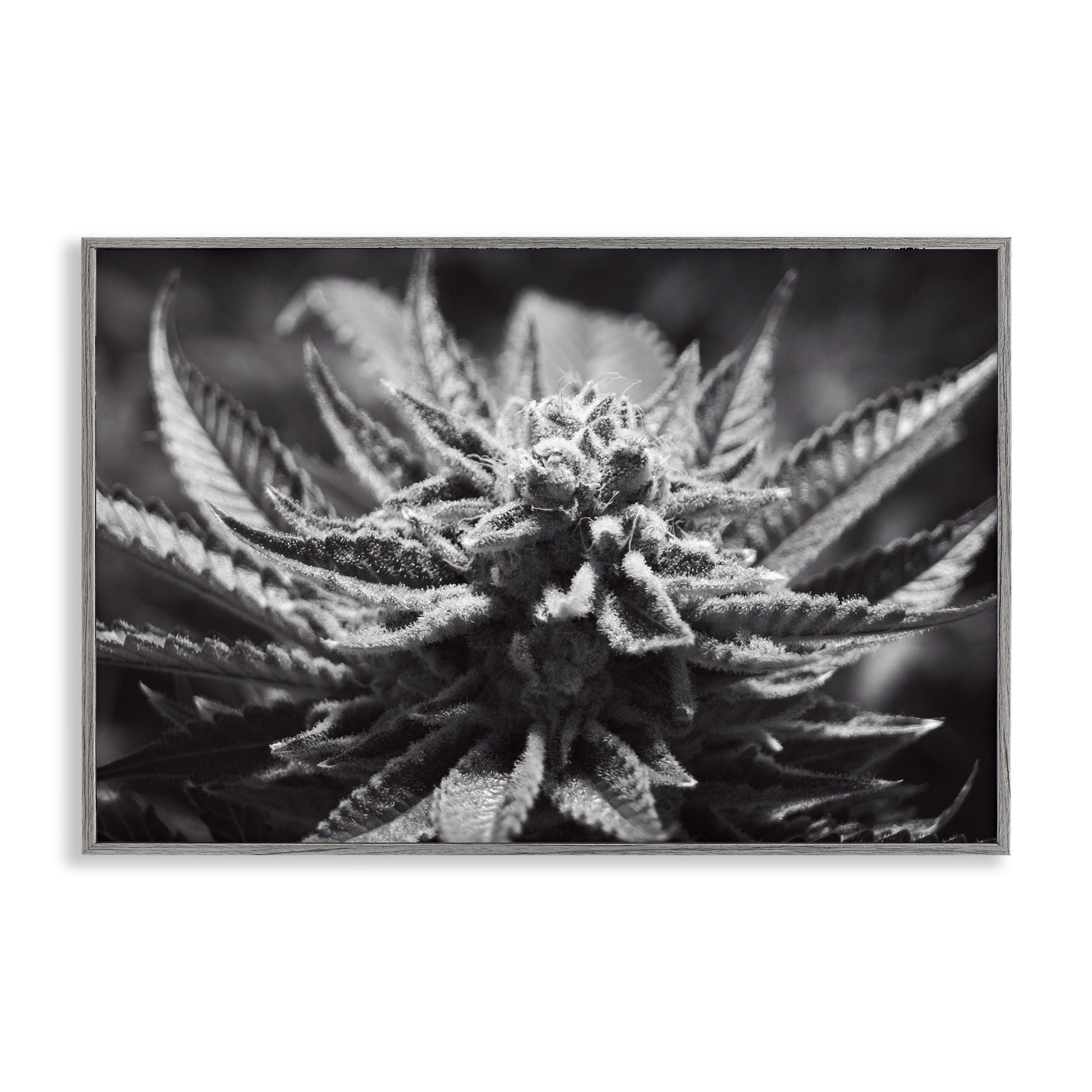 Stupell Industries Monochrome Cannabis Flower Plants & Flowers Painting Gray Framed Art Print Wall Art, 30 x 20