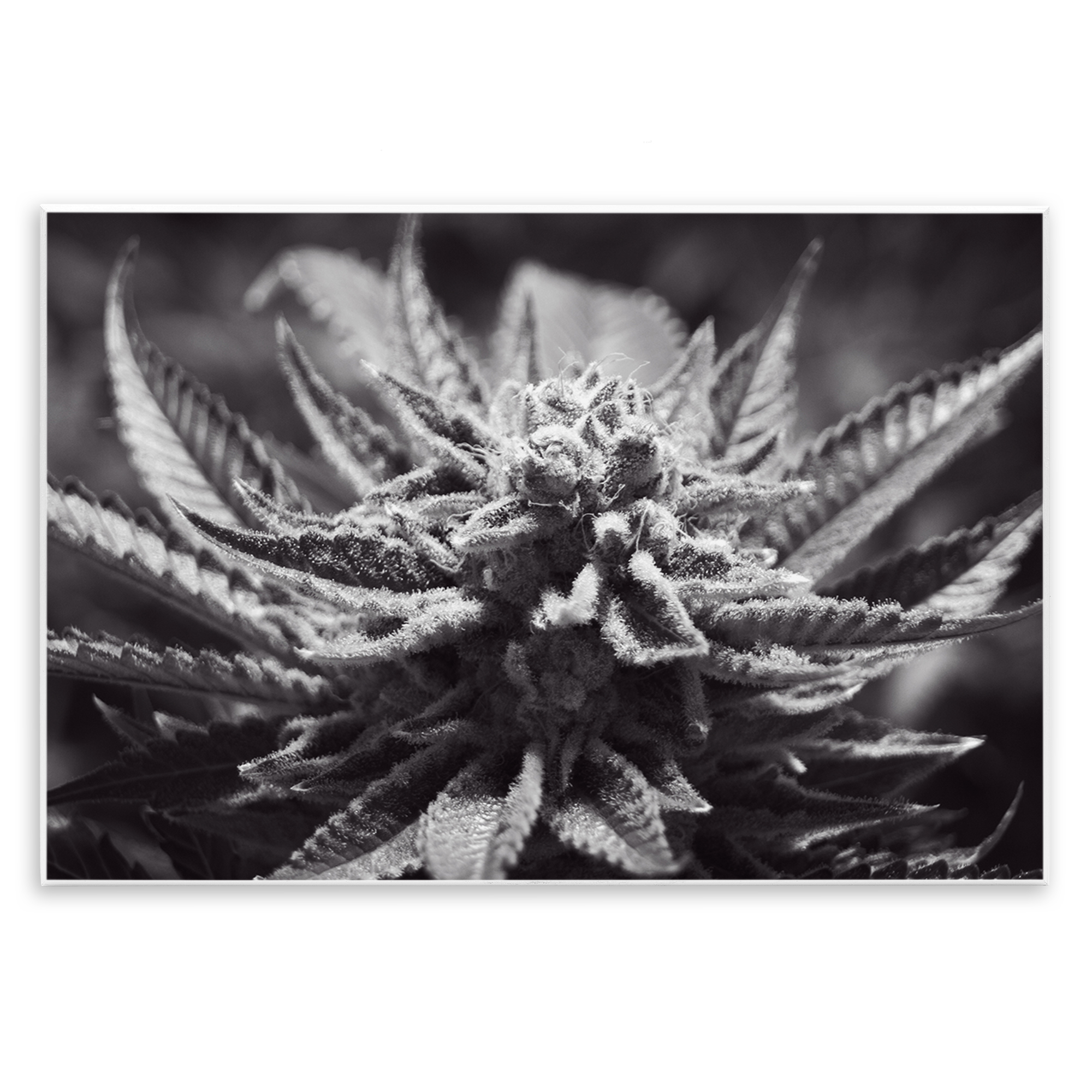 Stupell Industries Monochrome Cannabis Flower Plants & Flowers Painting Unframed Art Print Wall Art, 15 x 10