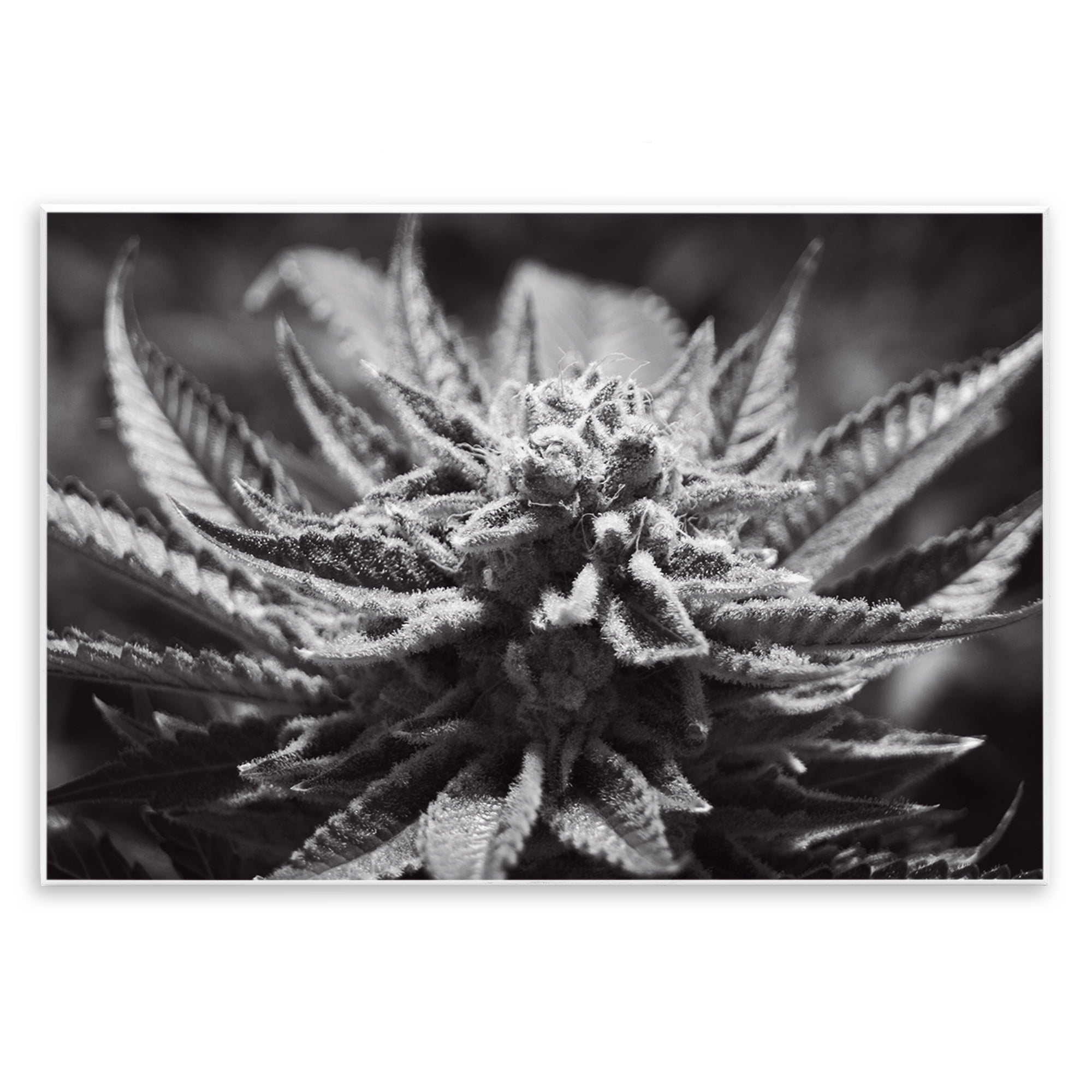 Stupell Industries Monochrome Cannabis Flower Plants & Flowers Painting Unframed Art Print Wall Art, 19 x 13