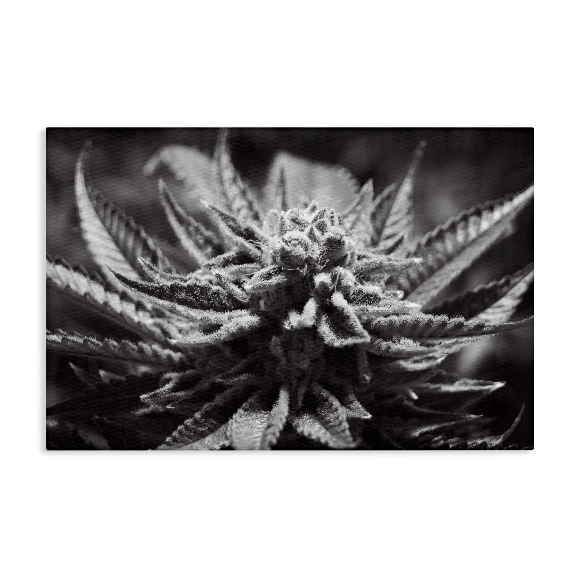 Stupell Industries Monochrome Cannabis Flower Plants & Flowers Painting Wrapped Canvas Art Print Wall Art, 30 x 20