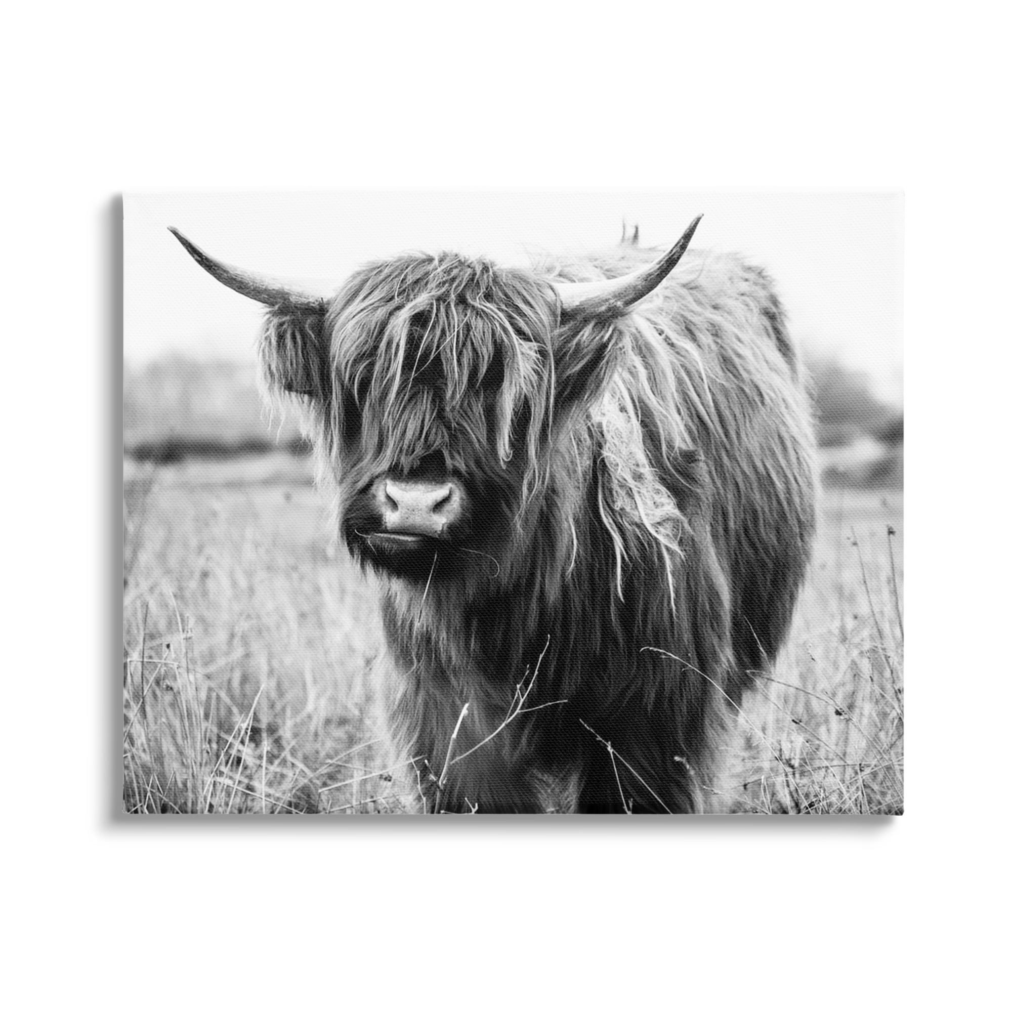 Stupell Industries Monochrome Farmland Longhorn Cattle Cow Photography Canvas Wall Art, 20 x 16, Design by Amy Brinkman