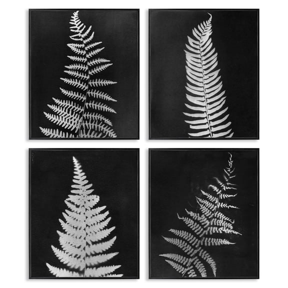 Stupell Industries Monochrome Fern Impressions Plants & Flowers Painting Black Framed Art Print Wall Art, 11 x 14, Set of 4