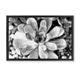 thumbnail image 1 of Stupell Industries Transitional Monochrome Succulent Leaves Black Floating Frame Canvas Art, 25 x 17, by Susan Bryant, 1 of 8
