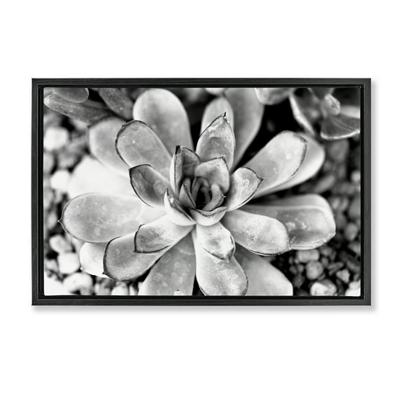 Stupell Industries Monochrome Succulent Leaves Botanical & Floral Photography Black Floater Framed Canvas Art Print Wall Art, 25 x 17
