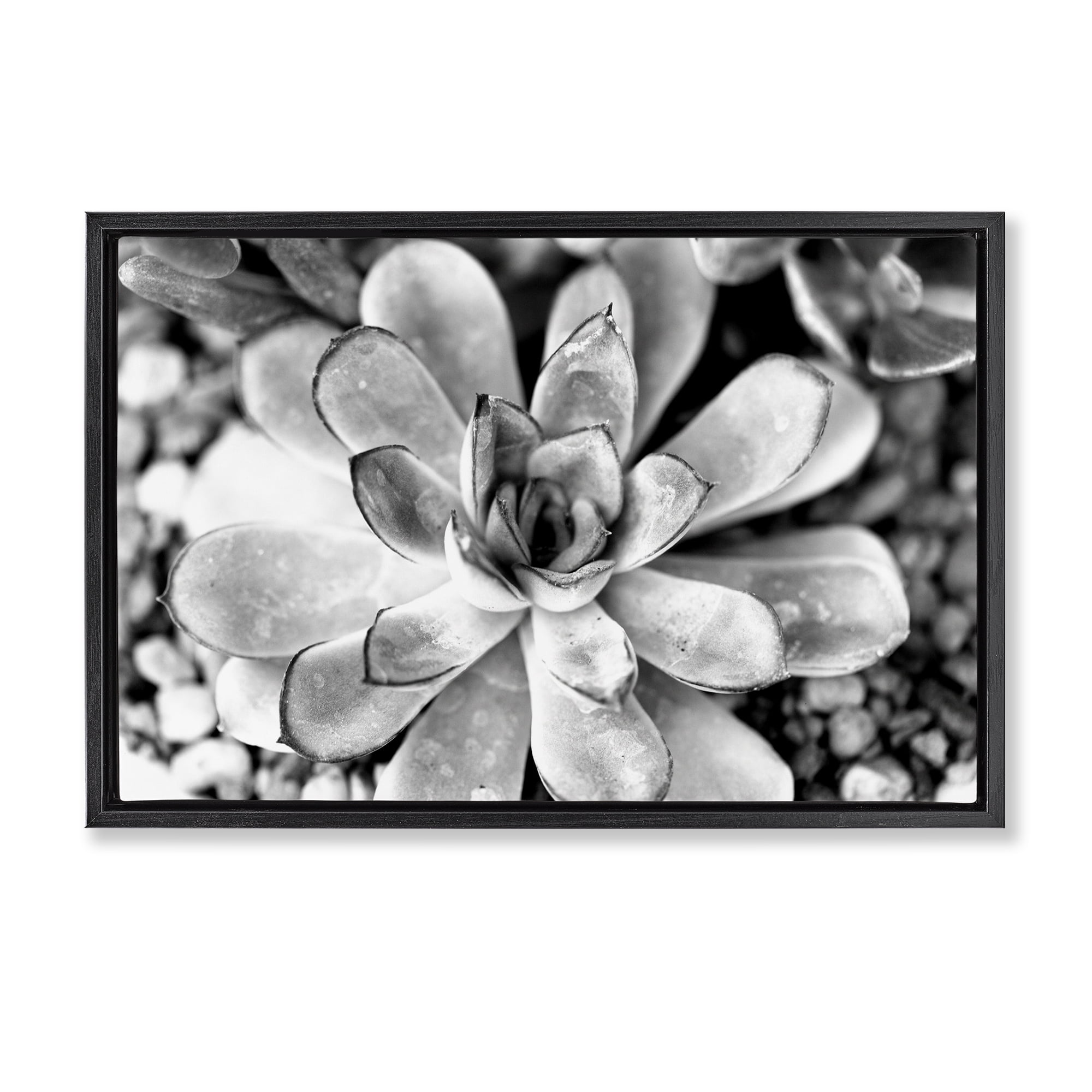 Stupell Industries Monochrome Succulent Leaves Botanical & Floral Photography Black Floater Framed Canvas Art Print Wall Art, 31 x 21