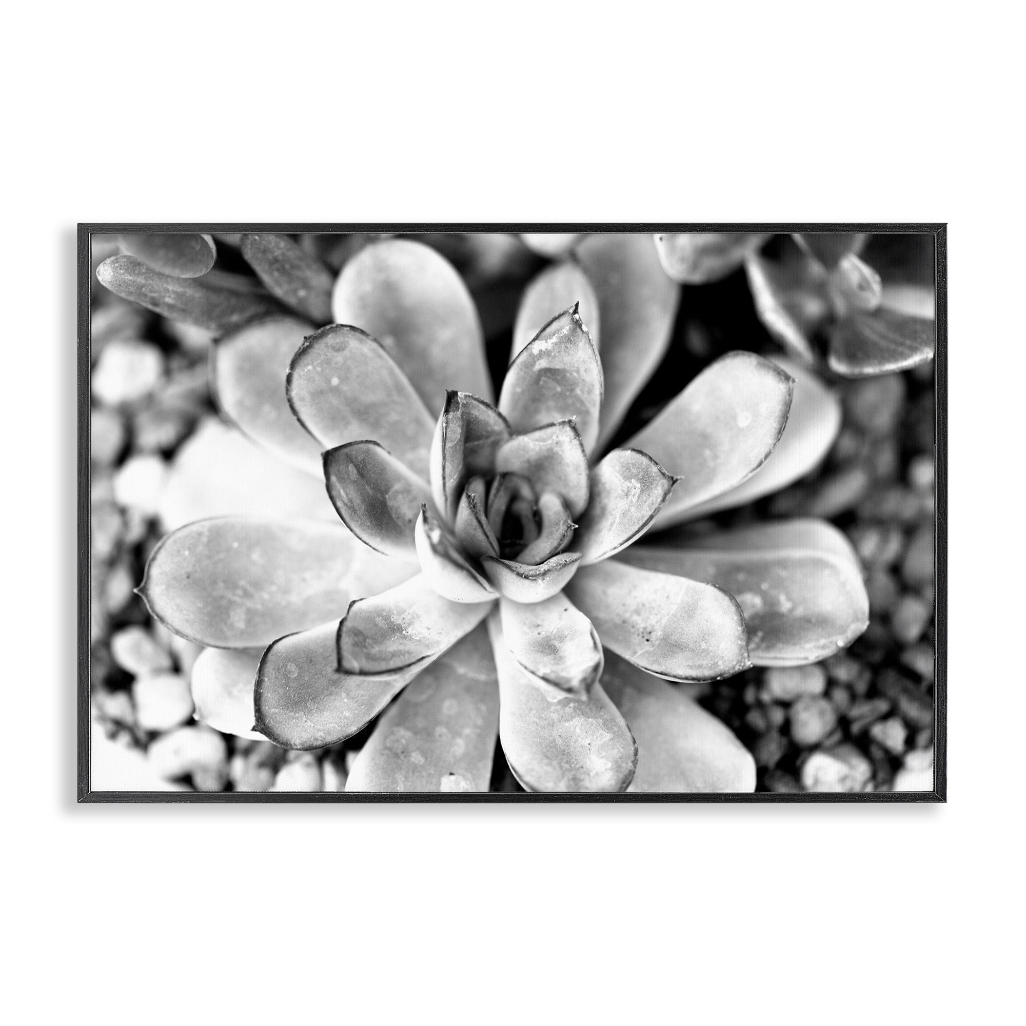 Stupell Industries Monochrome Succulent Leaves Botanical & Floral Photography Black Framed Art Print Wall Art, 30 x 20
