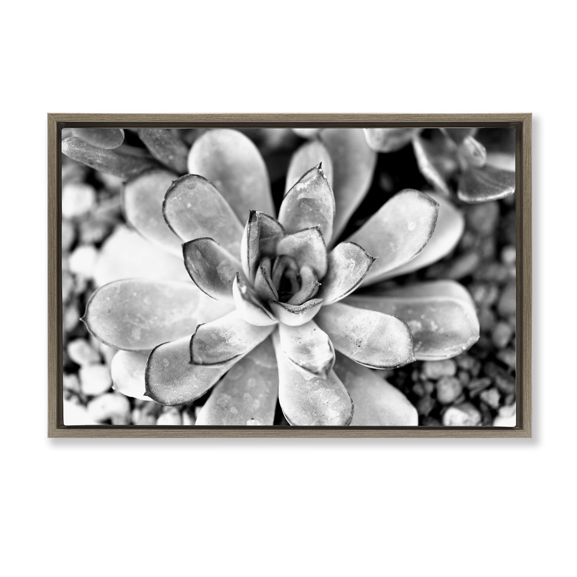 Stupell Industries Monochrome Succulent Leaves Botanical & Floral Photography Brown Floater Framed Canvas Art Print Wall Art, 25 x 17