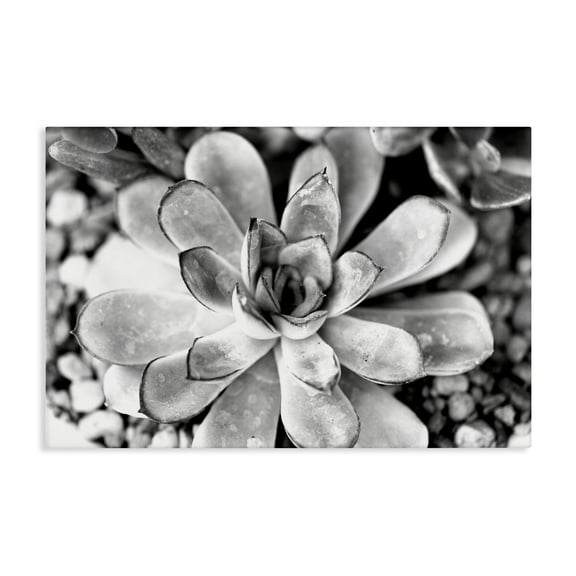 Stupell Industries Monochrome Succulent Leaves Botanical & Floral Photography Gallery Wrapped Canvas Art Print Wall Art, 24 x 16