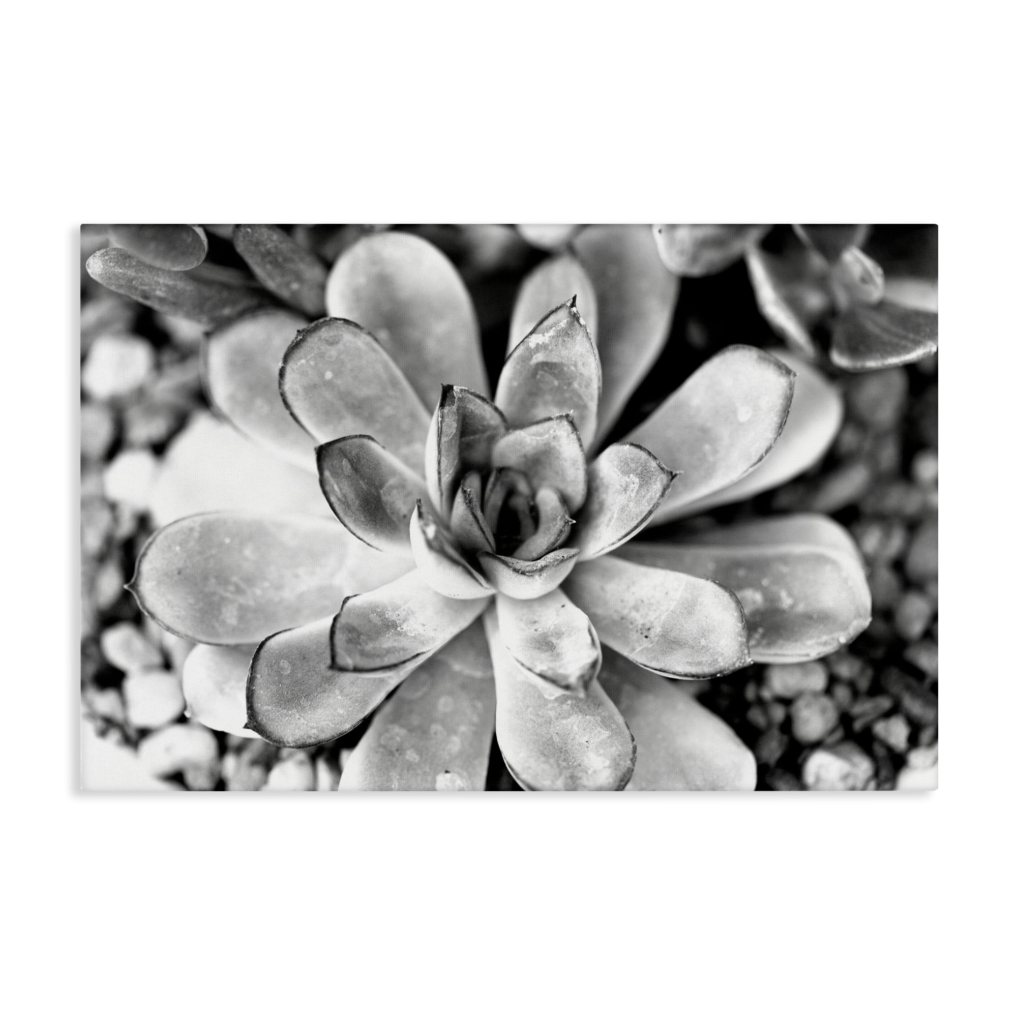 Stupell Industries Monochrome Succulent Leaves Botanical & Floral Photography Gallery Wrapped Canvas Art Print Wall Art, 36 x 24