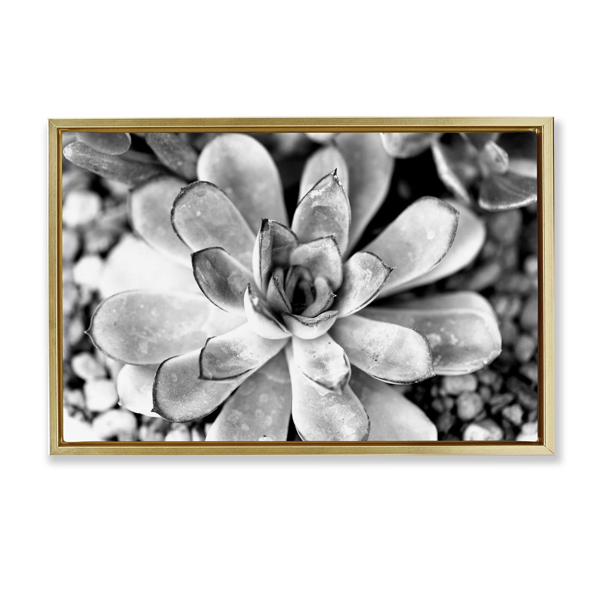 Stupell Industries Monochrome Succulent Leaves Botanical & Floral Photography Gold Floater Framed Canvas Art Print Wall Art, 31 x 21