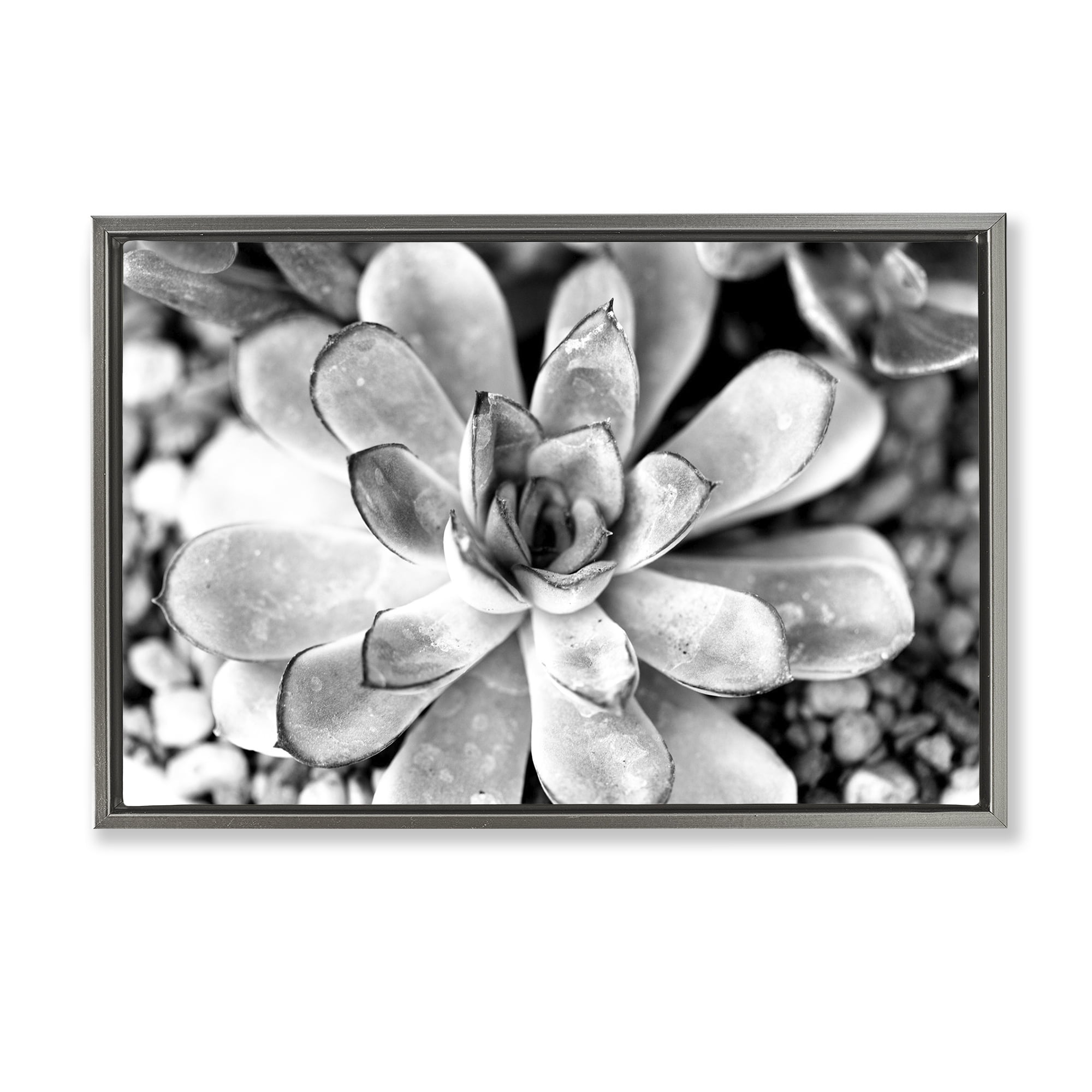 Stupell Industries Monochrome Succulent Leaves Botanical & Floral Photography Gray Floater Framed Canvas Art Print Wall Art, 25 x 17