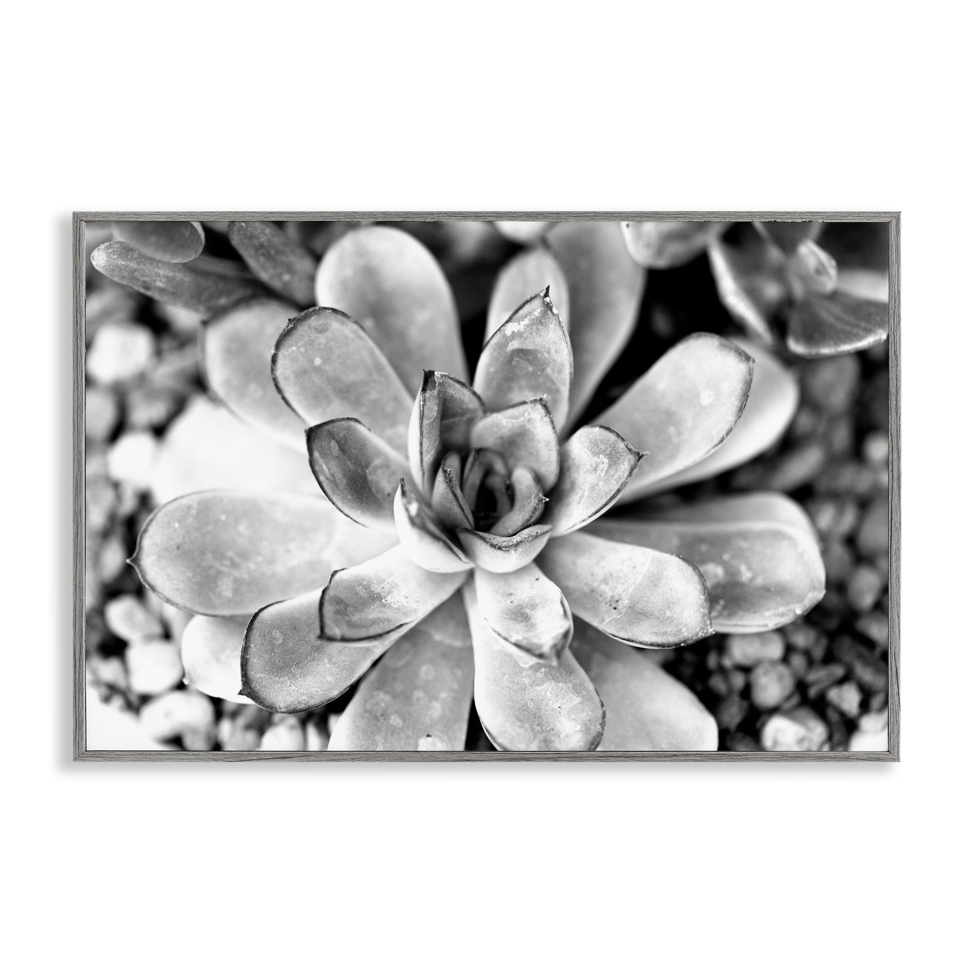 Stupell Industries Monochrome Succulent Leaves Botanical & Floral Photography Gray Framed Art Print Wall Art, 30 x 20