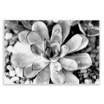 Stupell Industries Monochrome Succulent Leaves Botanical & Floral Photography Unframed Art Print Wall Art, 15 x 10