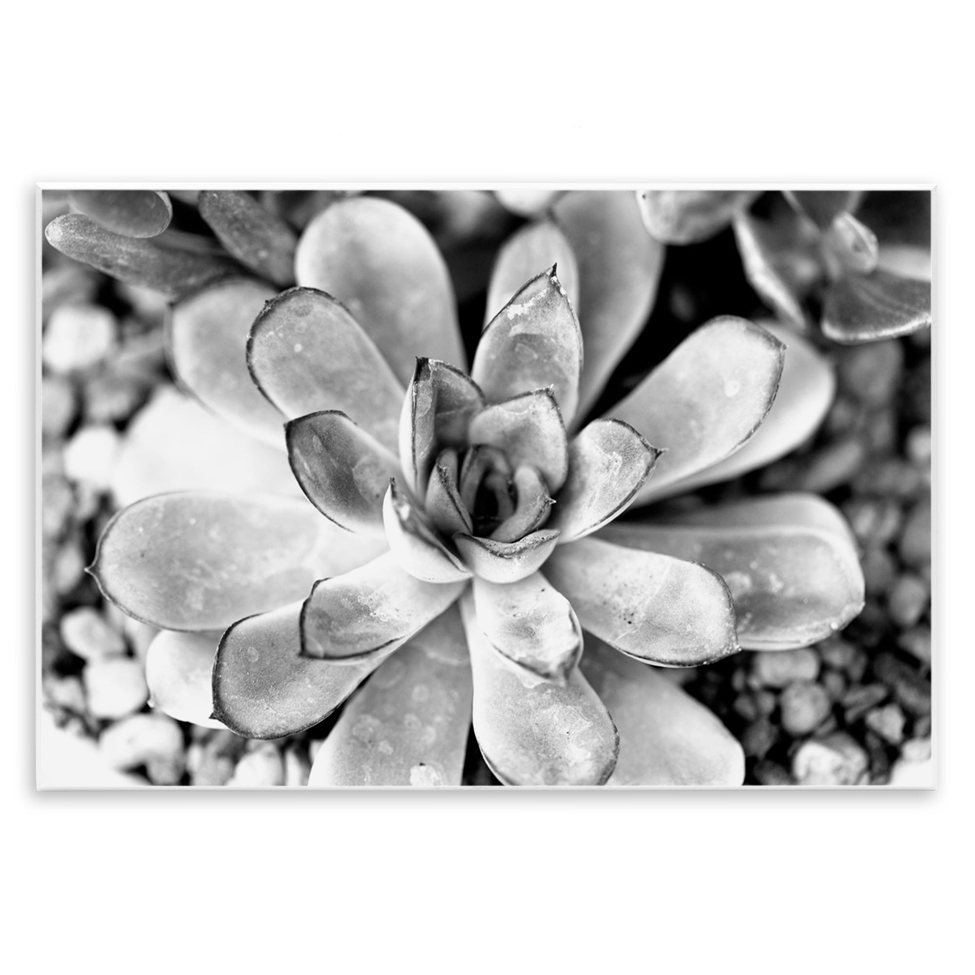 Stupell Industries Monochrome Succulent Leaves Botanical & Floral Photography Unframed Art Print Wall Art, 19 x 13