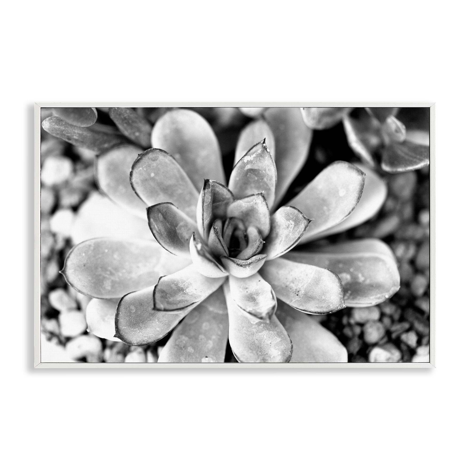 Stupell Industries Monochrome Succulent Leaves Botanical & Floral Photography White Framed Art Print Wall Art, 30 x 20