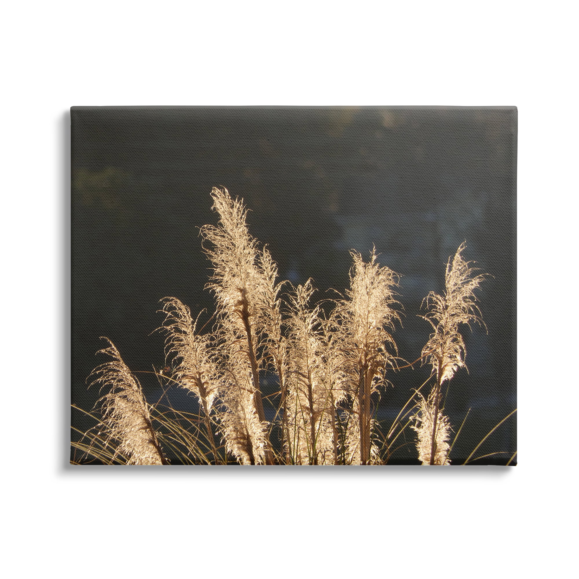 Stupell Industries Moonlit Pampas Grass Rural Reeds Plant Botanicals Photograph Gallery Wrapped Canvas Print Wall Art, Design by Gail Peck