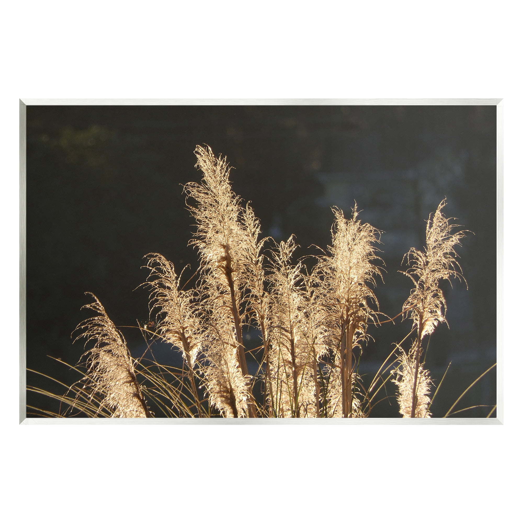 Stupell Industries Moonlit Pampas Grass Rural Reeds Plant Botanicals Photograph Unframed Art Print Wall Art, Design by Gail Peck