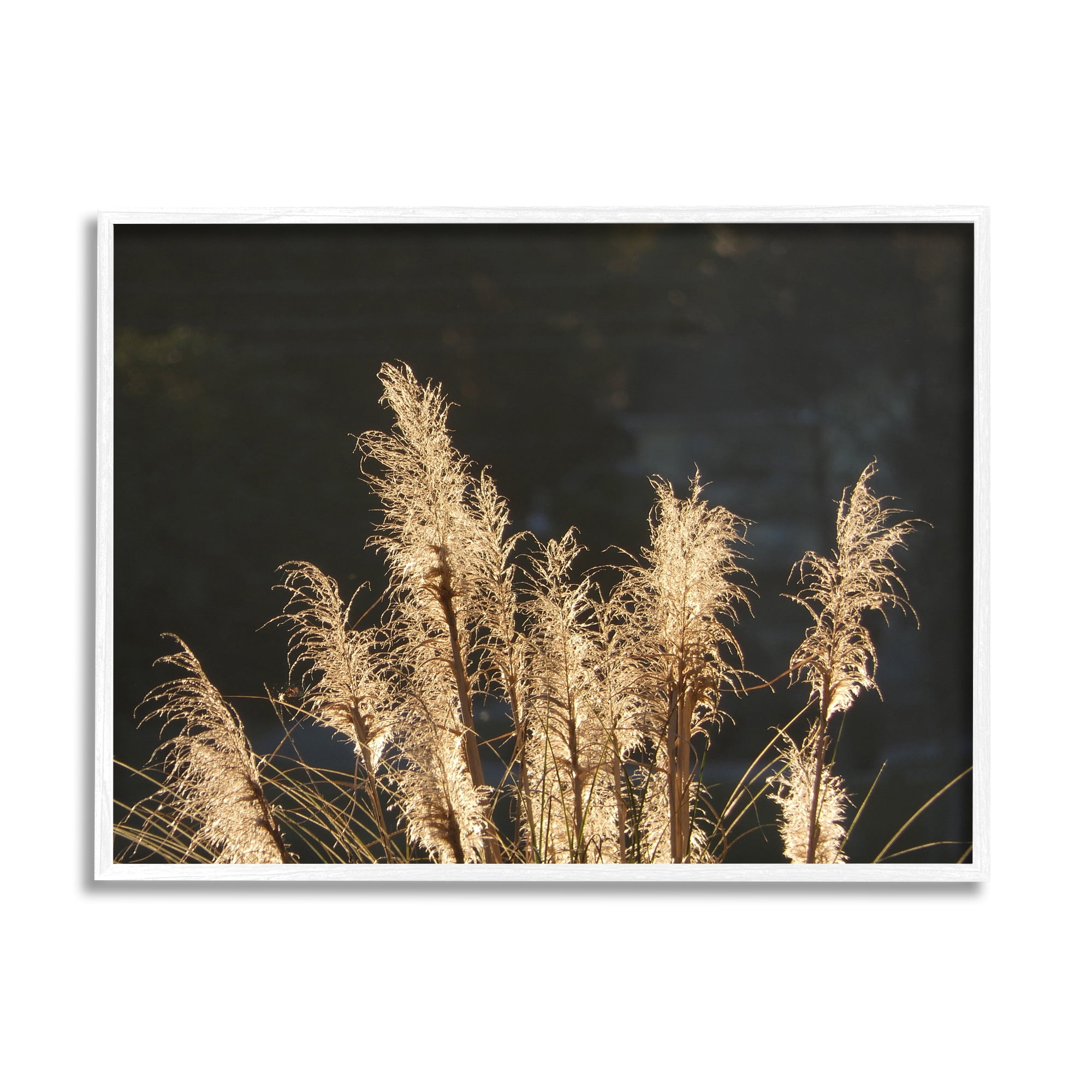 Stupell Industries Moonlit Pampas Grass Rural Reeds Plant Botanicals Photograph White Framed Art Print Wall Art, Design by Gail Peck