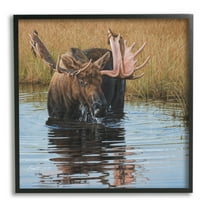 Stupell Industries Moose In Water Wildlife Scene Animals & Insects Painting Black Framed Art Print Wall Art