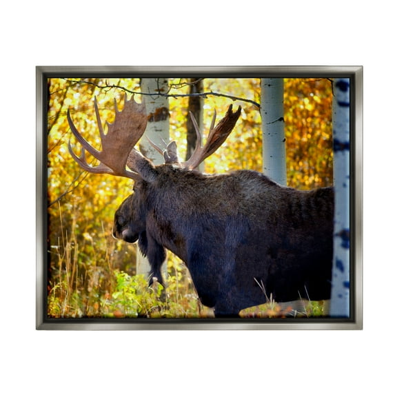 Stupell Industries Moose Photography Autumn Foliage Animals & Insects Photography Gray Floater Framed Art Print Wall Art