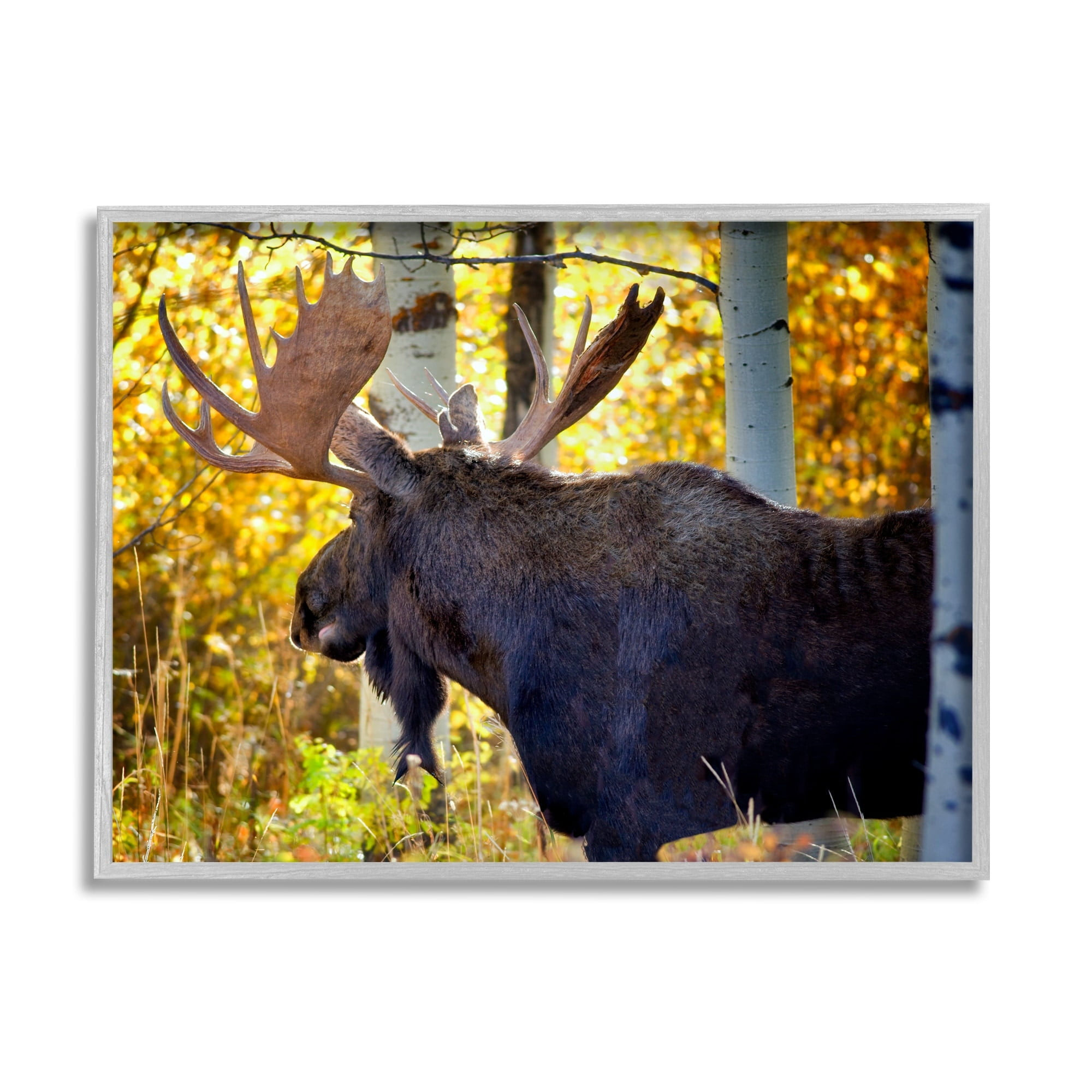 Stupell Industries Moose Photography Autumn Foliage Animals & Insects Photography Gray Framed Art Print Wall Art