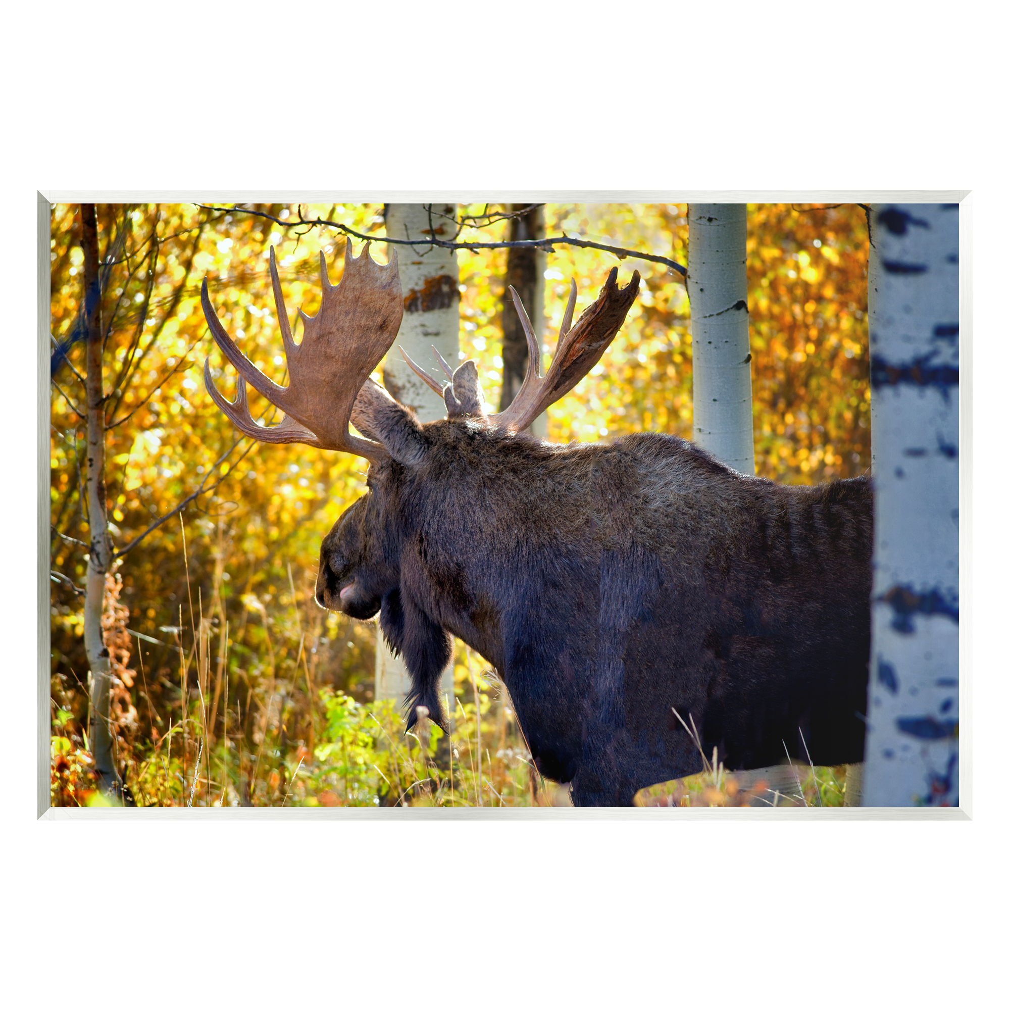 Stupell Industries Moose Photography Autumn Foliage Animals & Insects Photography Unframed Art Print Wall Art