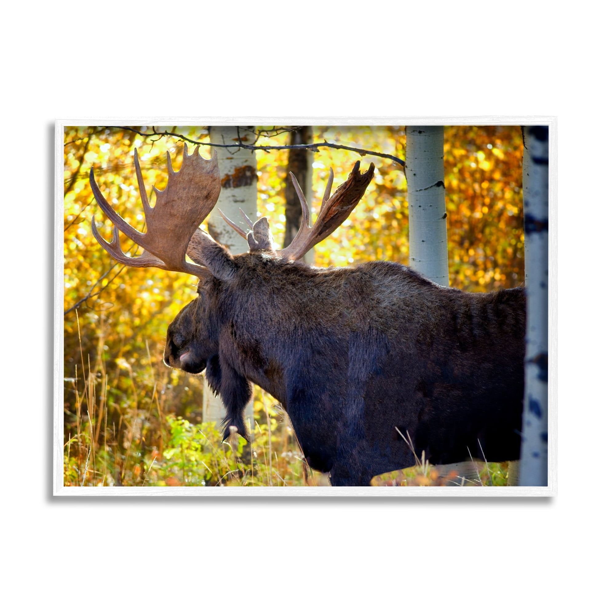 Stupell Industries Moose Photography Autumn Foliage Animals & Insects Photography White Framed Art Print Wall Art