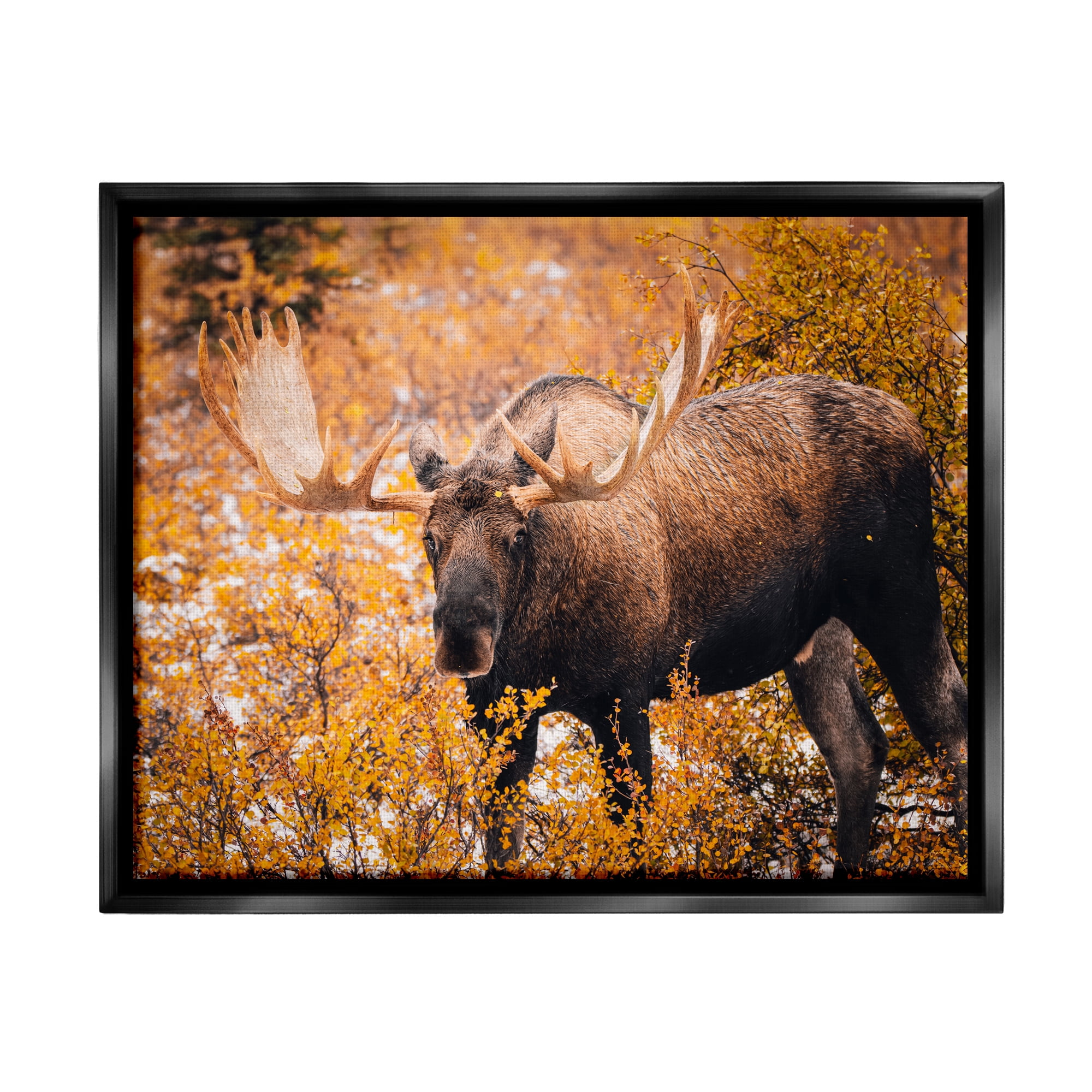 Stupell Industries Moose in Autumn Foliage Animals & Insects Photography Black Floater Framed Canvas Art Print Wall Art, 31 x 25