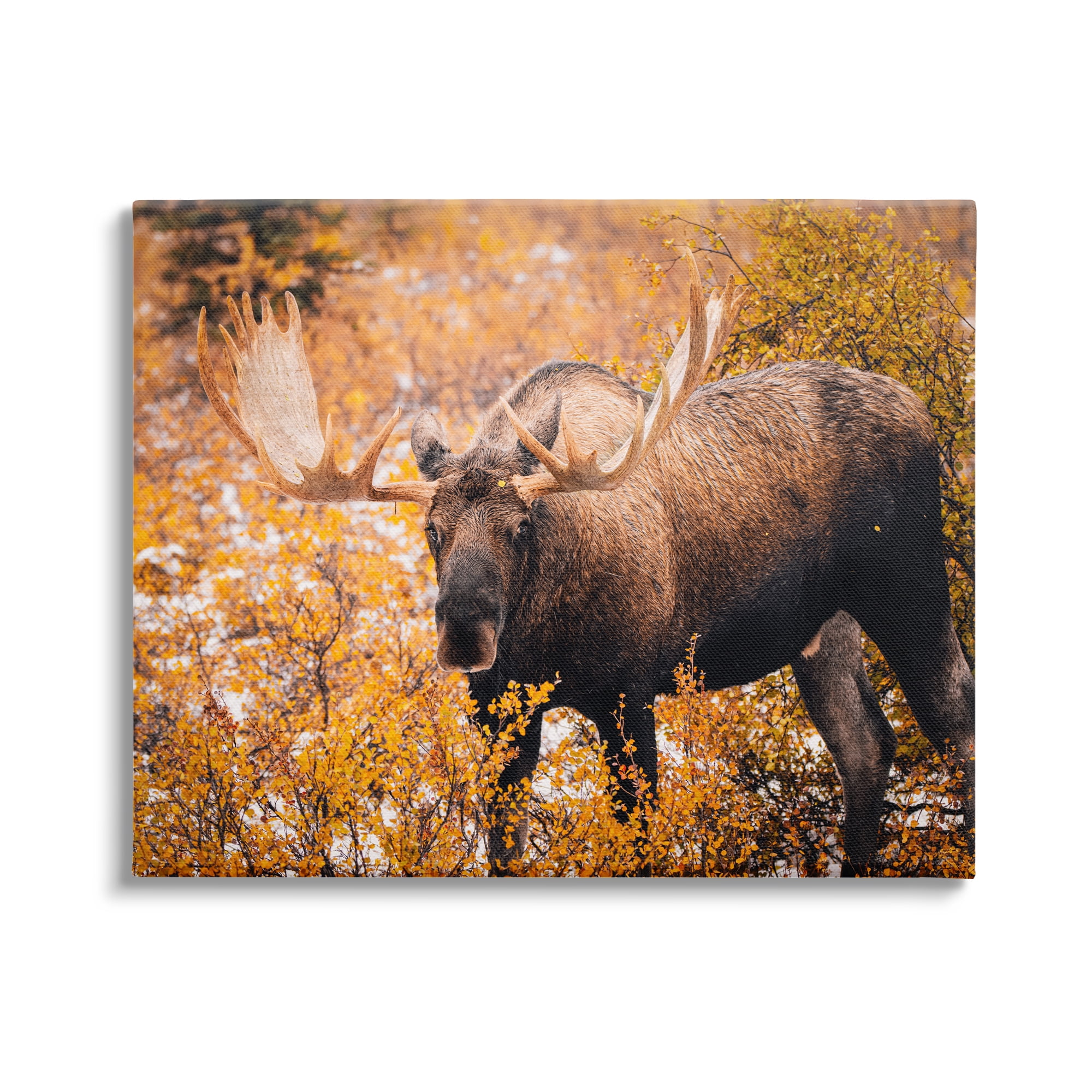 Stupell Industries Moose in Autumn Foliage Animals & Insects Photography Gallery Wrapped Canvas Art Print Wall Art, 20 x 16