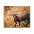 thumbnail image 1 of Stupell Industries Moose in Autumn Foliage Animals & Insects Photography Gallery Wrapped Canvas Art Print Wall Art, 48 x 36, 1 of 8